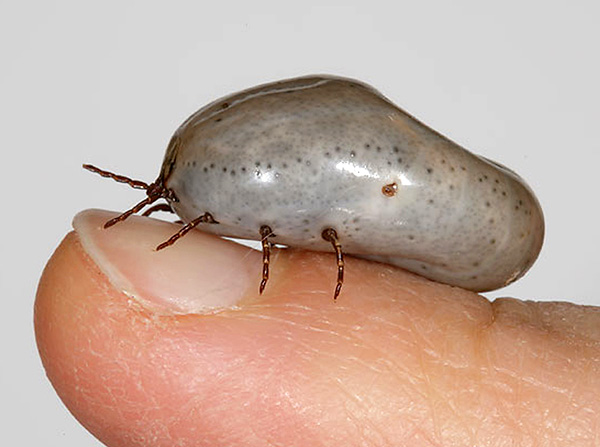 La tique ne doit pas être écrasée à mains nues, car cela pourrait entraîner une infection.