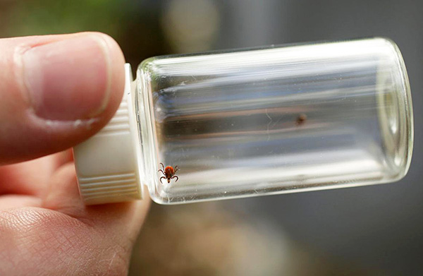 Le parasite retiré du chien n'a pas besoin d'être transporté au laboratoire pour analyse.