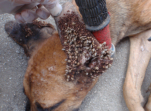 Plus il y a de tiques collées au chien, plus le risque de contracter une infection dangereuse est élevé.