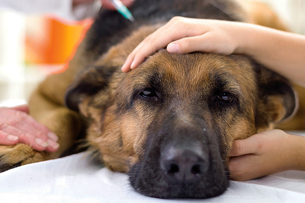 Si, après une piqûre de tique, l'animal est devenu plus léthargique que d'habitude, c'est déjà une raison pour le montrer d'urgence au médecin.