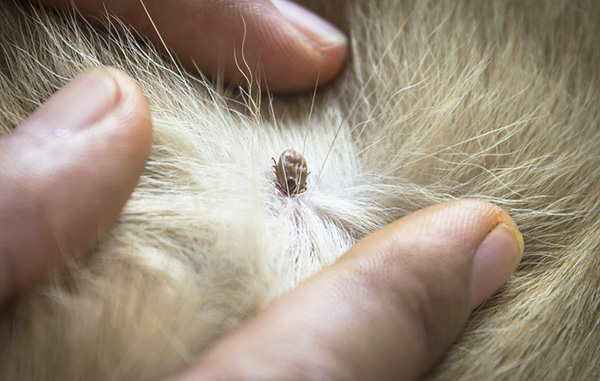 Pendant la succion du sang, la tique injecte périodiquement des portions de salive dans la plaie et elle peut très bien être infectée.