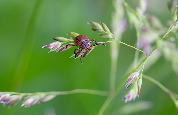 La tique attend sa proie