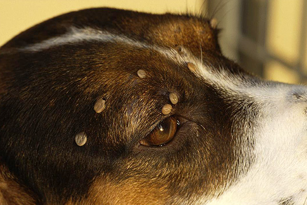 Il ne sert à rien d'attendre que ces parasites se décrochent d'eux-mêmes - ils doivent être éliminés mécaniquement dès que possible.