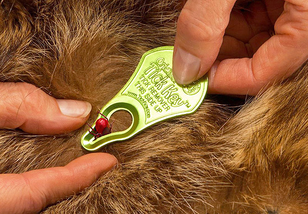 Tick ​​​​Key Tique Remover