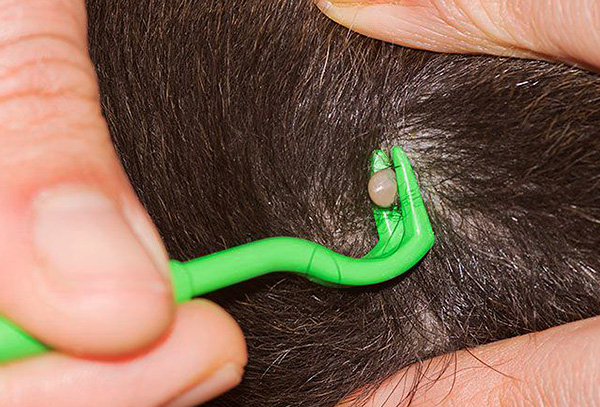 Vous pouvez faire pivoter le parasite dans n'importe quelle direction.