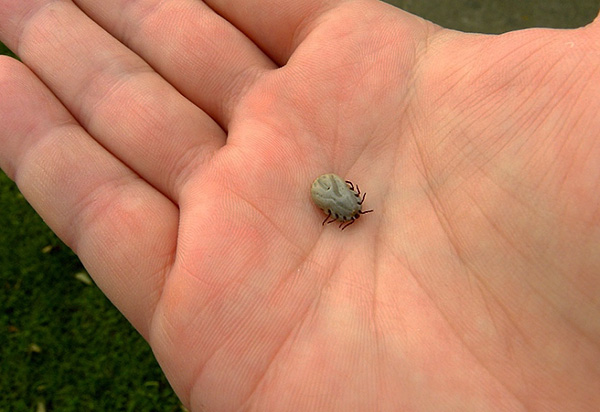 Voici à quoi ressemble une tique femelle déjà ivre de sang.