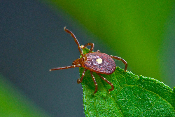 Un bon comportement en forêt réduit considérablement le risque d'être victime de la tique ixodide.