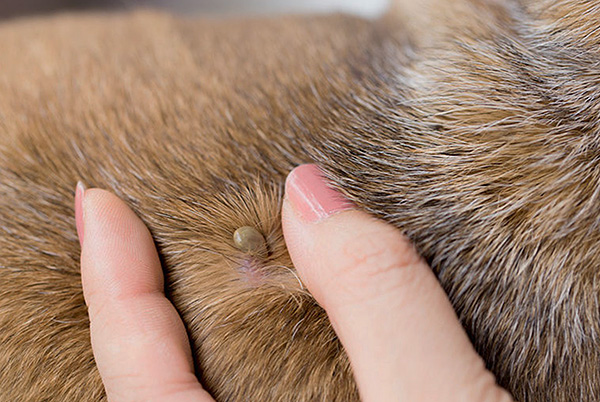 Les piqûres de tiques peuvent être mortelles pour les animaux de compagnie.