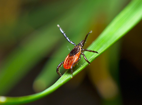 L'activité des tiques en Russie commence au printemps et se termine à la fin de l'automne.