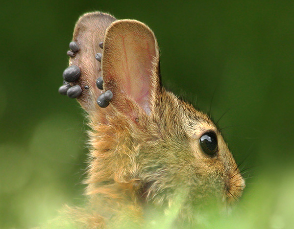 La photo montre clairement beaucoup de parasites nourris au sang sur les oreilles de l'animal.