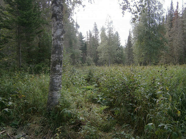 Cela ressemble à un habitat typique pour les tiques dans la forêt