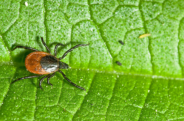À propos des tiques forestières et de leur danger pour l'homme ...