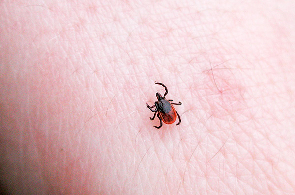 Dans le parasite, des agents pathogènes de diverses maladies peuvent exister pendant une longue période, qui sont ensuite transmis à l'hôte par une morsure.