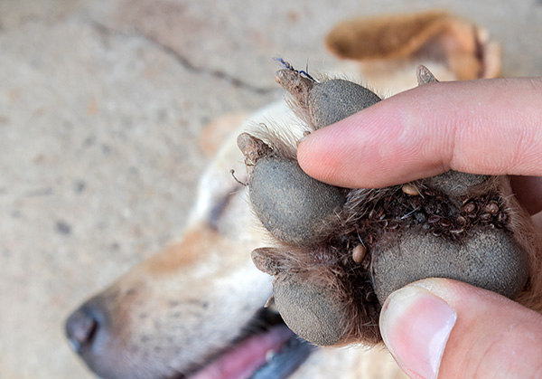 Les parasites infectent souvent les animaux...