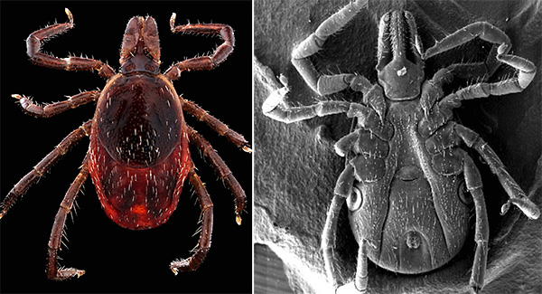 La structure de la tique ixodide