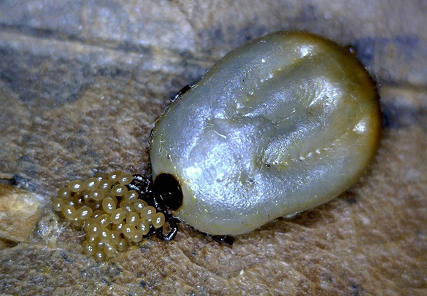 Une femelle nourrie de sang est capable de pondre des milliers de ces œufs.