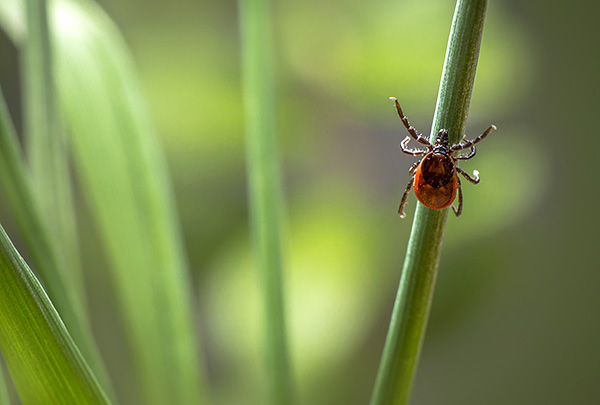 Les acariens suceurs de sang attendent le plus souvent leur proie dans l'herbe ou perchés sur un buisson bas.
