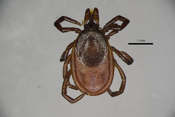 Ixodes persulcatus femelle