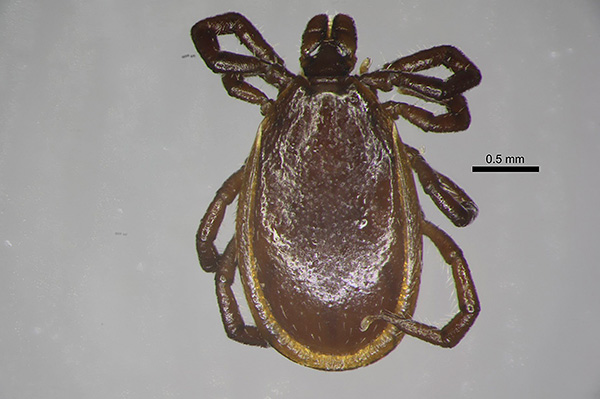 Ixodes persulcatus, mâle