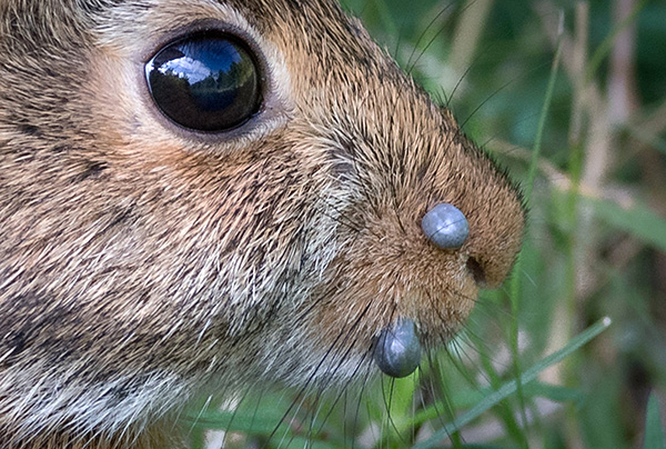 Tiques sur un lièvre