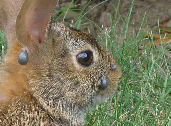 Pour être complètement rassasiées, les tiques femelles restent sur l'hôte jusqu'à 7 à 10 jours.