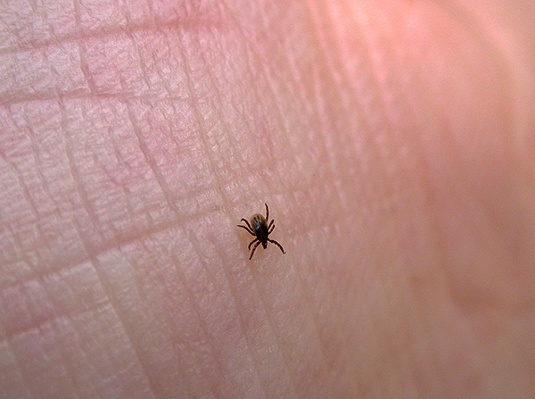 Il ressemble à une tique femelle de la taïga affamée