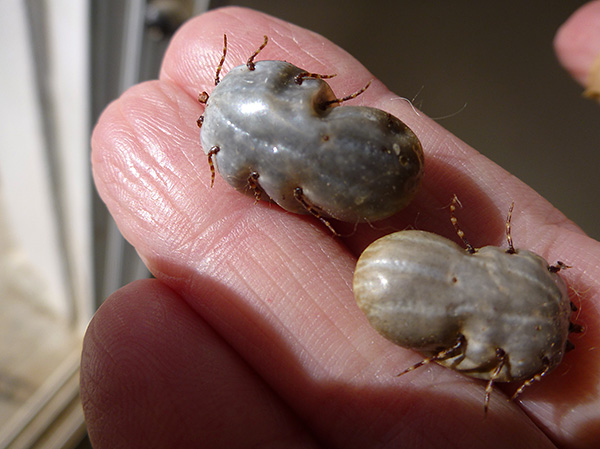 Et voici comment ces parasites se présentent après saturation en sang