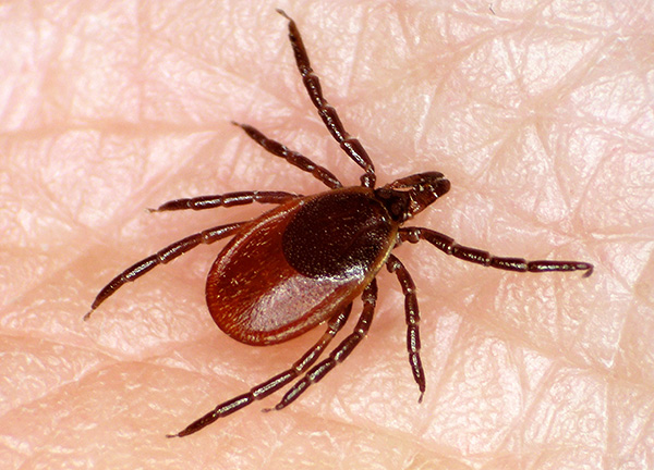 Chez les acariens parasitiformes, le corps n'est pas segmenté