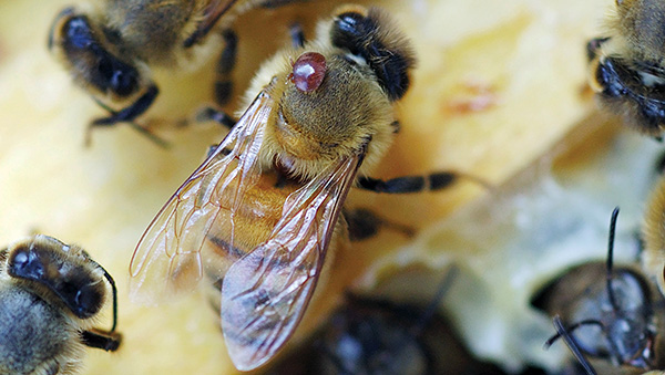 Acarien parasite Varroa sur une abeille
