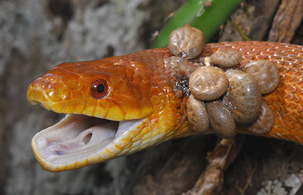 Les tiques ixodides sont capables de se nourrir du sang d'une variété d'animaux...