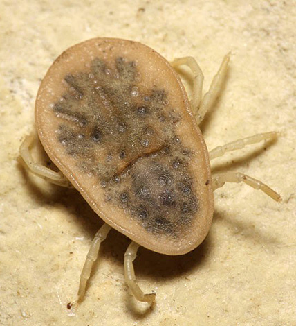 Le corps de l'acarien argasid n'a pas d'écailles.