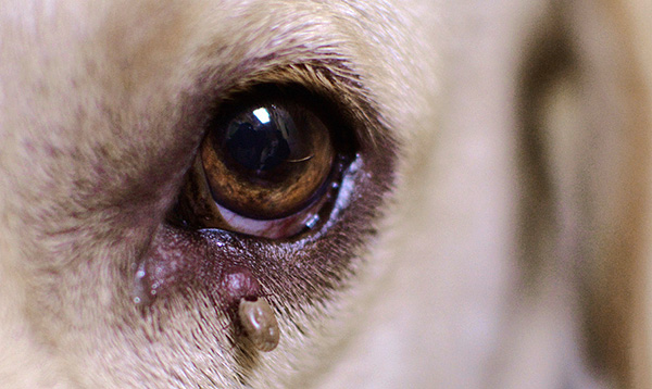 Si un chien présente des symptômes de maladie après une morsure de tique, il est important de prendre des mesures urgentes...