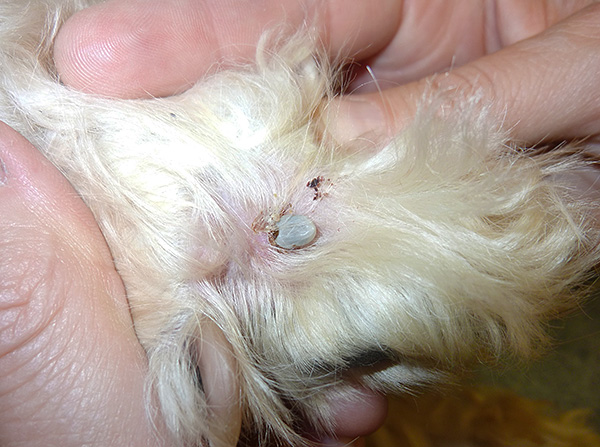 Une tique qui a bu du sang peut être attrapée avec des clous