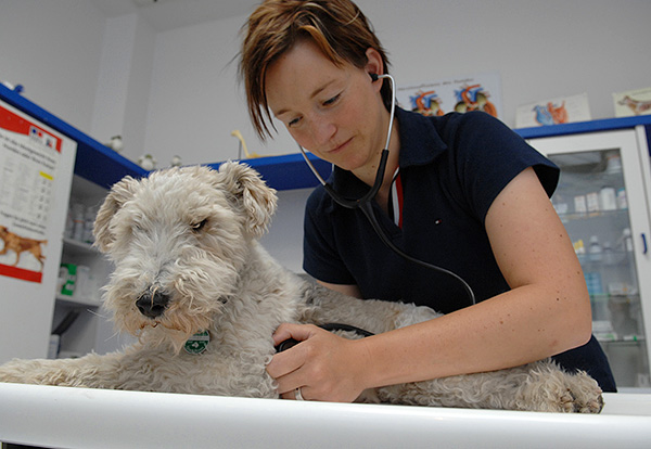 Seul un spécialiste peut diagnostiquer correctement la maladie et choisir les meilleures tactiques de traitement.
