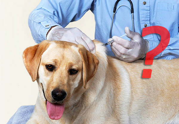 De nombreux experts doutent de l'opportunité d'une vaccination contre la piroplasmose...