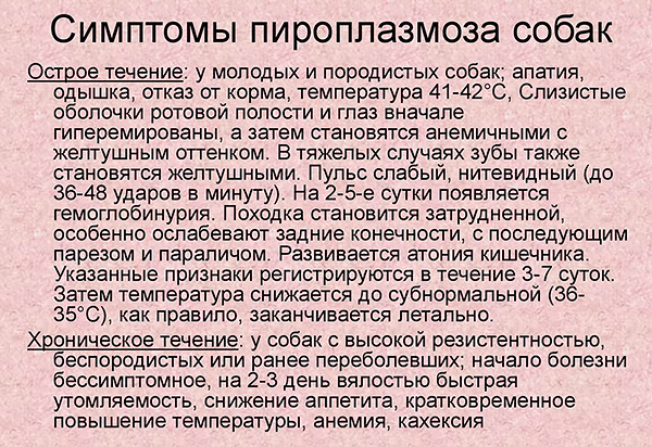 Symptômes de la piroplasmose chez le chien