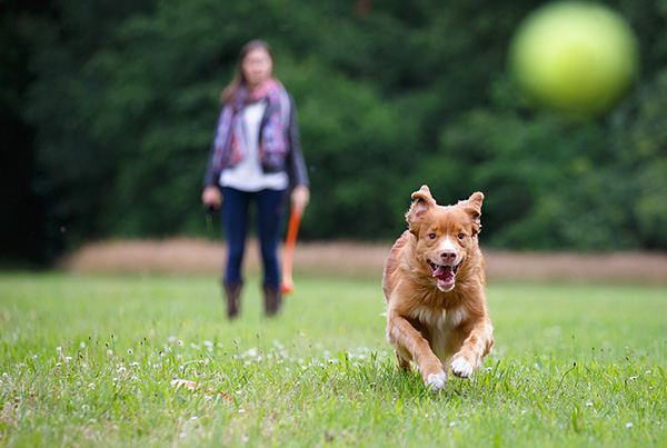 Aujourd'hui, vous pouvez attraper une tique infectée même dans un parc de la ville.