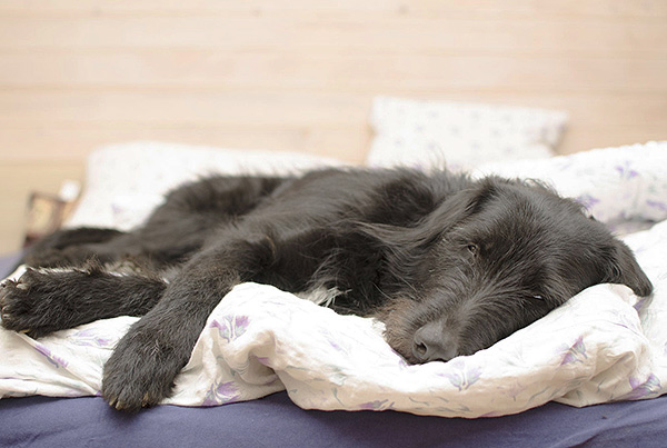 La piroplasmose peut également survenir avec une image symptomatique floue.