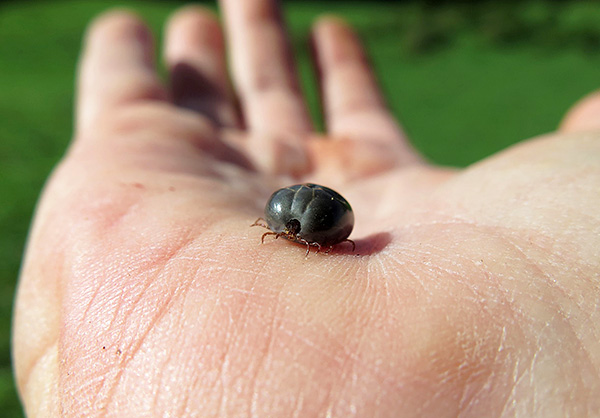 Par l'apparition du parasite, il est impossible de déterminer de quelque manière que ce soit s'il est infecté par une infection ou non.