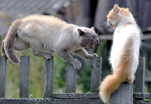 Habituellement, l'infection par un acarien se produit par contact avec un animal atteint d'otodectose.