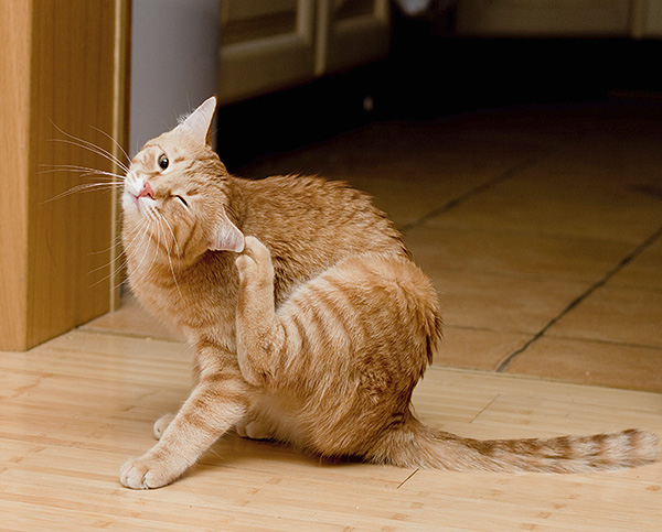 En présence de parasites dans le conduit auditif, l'animal ressent de fortes démangeaisons, secoue la tête et se peigne les oreilles jusqu'au saignement.