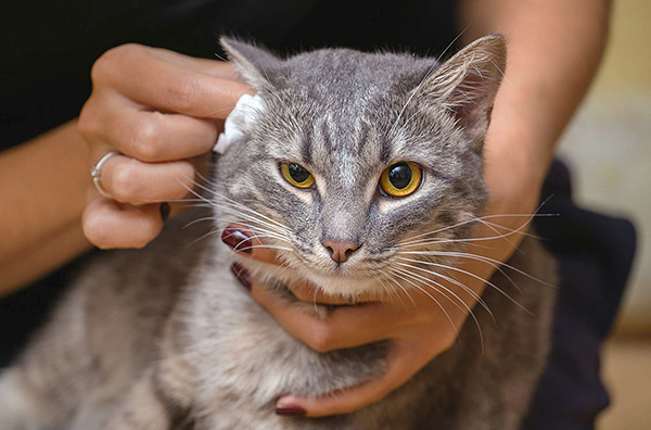 Nettoyage des oreilles de chat