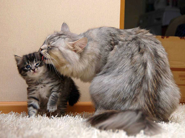 Parfois, un chat infecté par une gale des oreilles semble être en parfaite santé, mais en même temps, c'est un colporteur du parasite.