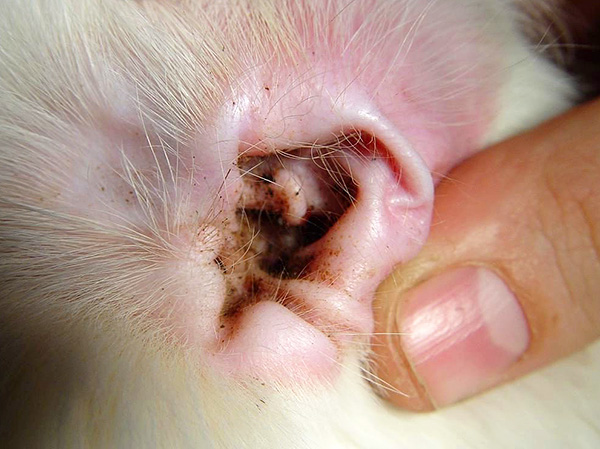 Des oreilles d'un chat atteint d'otodectose, une masse brune à l'odeur désagréable est abondamment libérée.