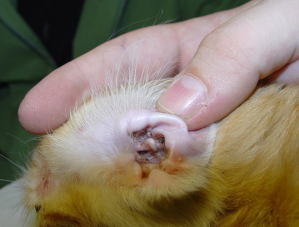 Il est important de procéder régulièrement à un examen préventif des oreilles de l'animal à la recherche de signes d'activité vitale du parasite.