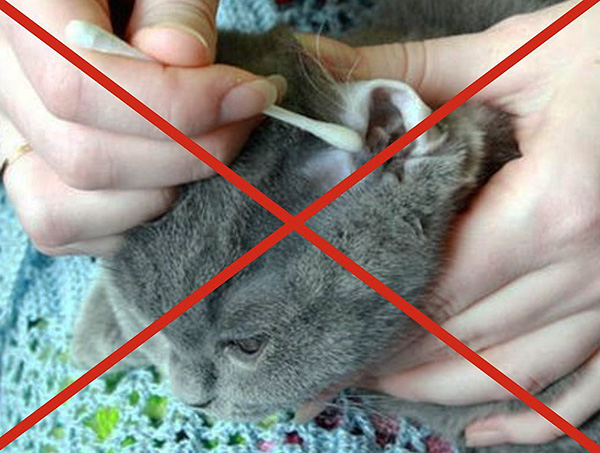 Lors du nettoyage des oreilles d'un chat, il n'est pas recommandé d'utiliser des cotons-tiges.