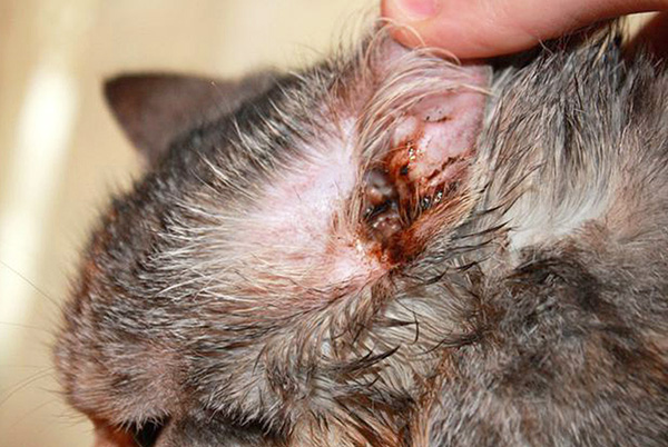 Voici à quoi ressemble un écoulement de l'oreille avec une otodectose.