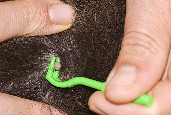 Enlever une tique avec un tire-tique.