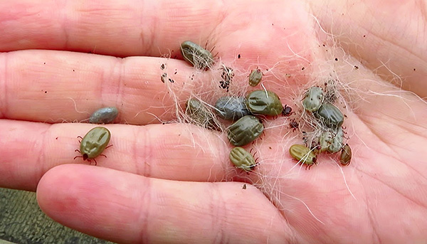 Plus il y a de parasites nourris sur le chien, plus le risque de maladie ultérieure de l'animal est élevé.