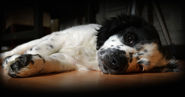 Avec le développement d'une infection par les tiques, le chien devient léthargique, refuse de manger.